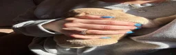 Mixed Breed dogs for sale: Lavender Collar - Ad 7