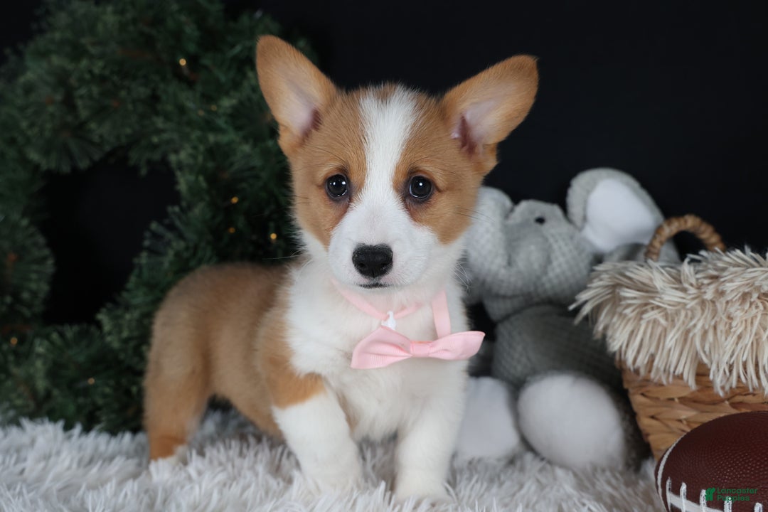 Welsh Corgi Pembroke dogs for sale: Honey - Ad 11