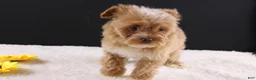 Shihpoo dogs for sale: Theo - Ad 11