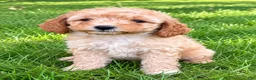 Cavapoo dogs for sale: Buddy - Ad 1