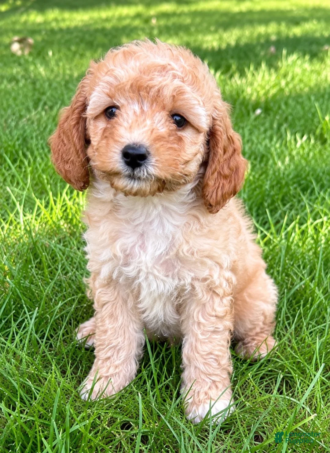Cavapoo dogs for sale: Buddy - Ad 1