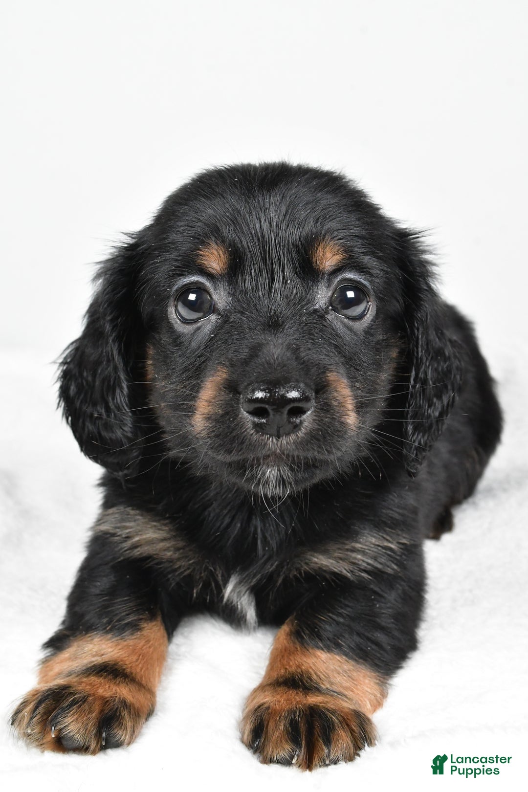 Miniature Dachshund dogs for sale: Bo - Ad 5