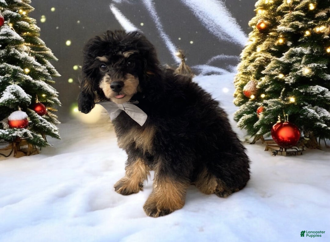 Toy Poodle dogs for sale: Cashmere - Ad 2