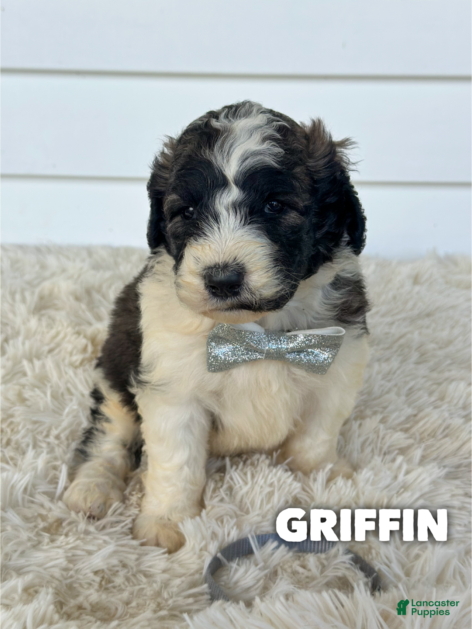 Griffin (Saint Berdoodles, Male) in Columbia City, IN
