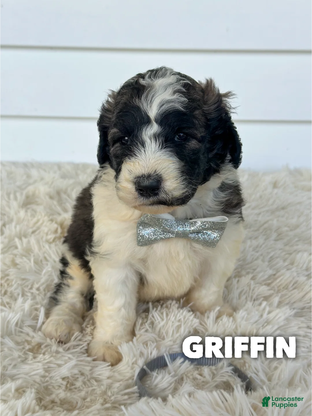Saint Berdoodles dogs for sale: Griffin - standard f1b - Ad 1