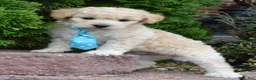 Mini Goldendoodle dogs for sale: Mini Gus - Ad 16