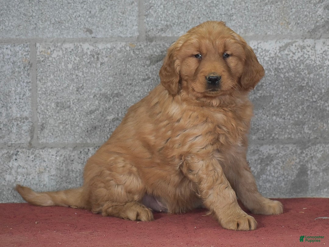Golden Retriever dogs for sale: Dasher - Ad 4