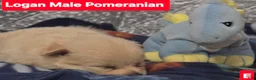 Pomeranian dogs for sale: Logan - Ad 3