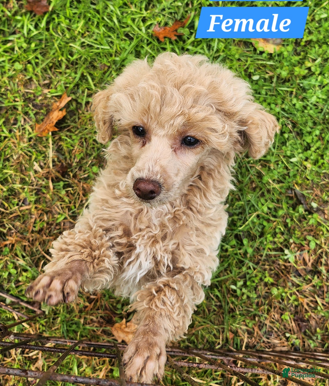 Toy Poodle dogs for sale: Happy  - Ad 1