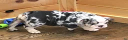 English Bulldog dogs for sale: TINA - BLUE MERLE - Ad 5