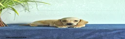Miniature Dachshund dogs for sale: Max - Ad 4