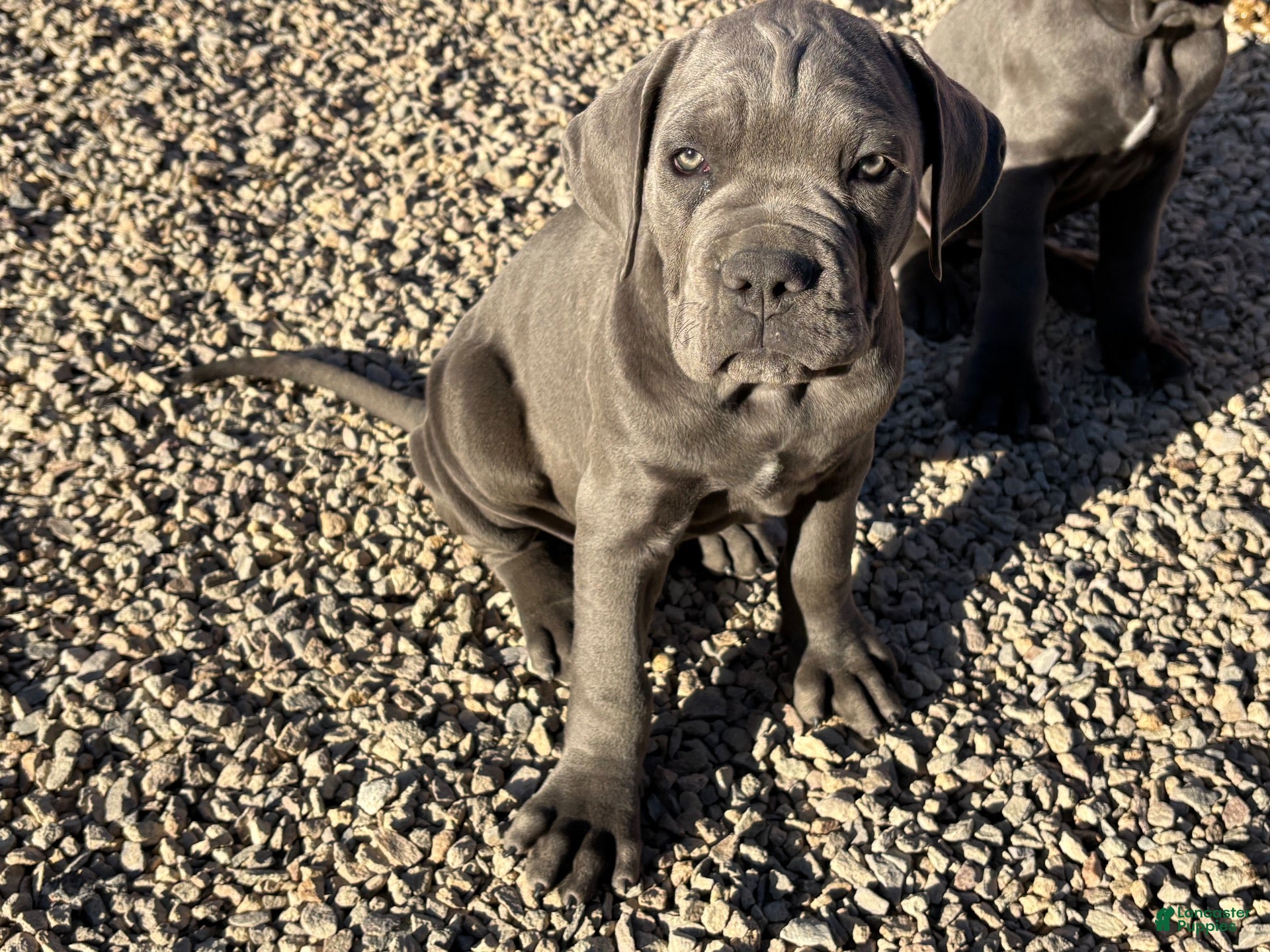 Cane Corso dogs for sale: Cane Corso 1 - Ad 2