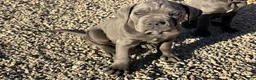 Cane Corso dogs for sale: Cane Corso 1 - Ad 2