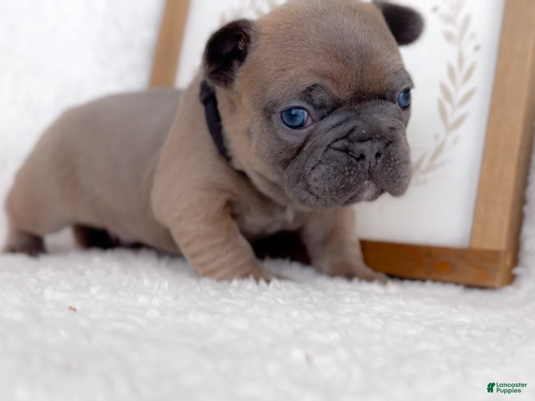 French Bulldog dogs for sale: Snickerdoodle - Ad 5