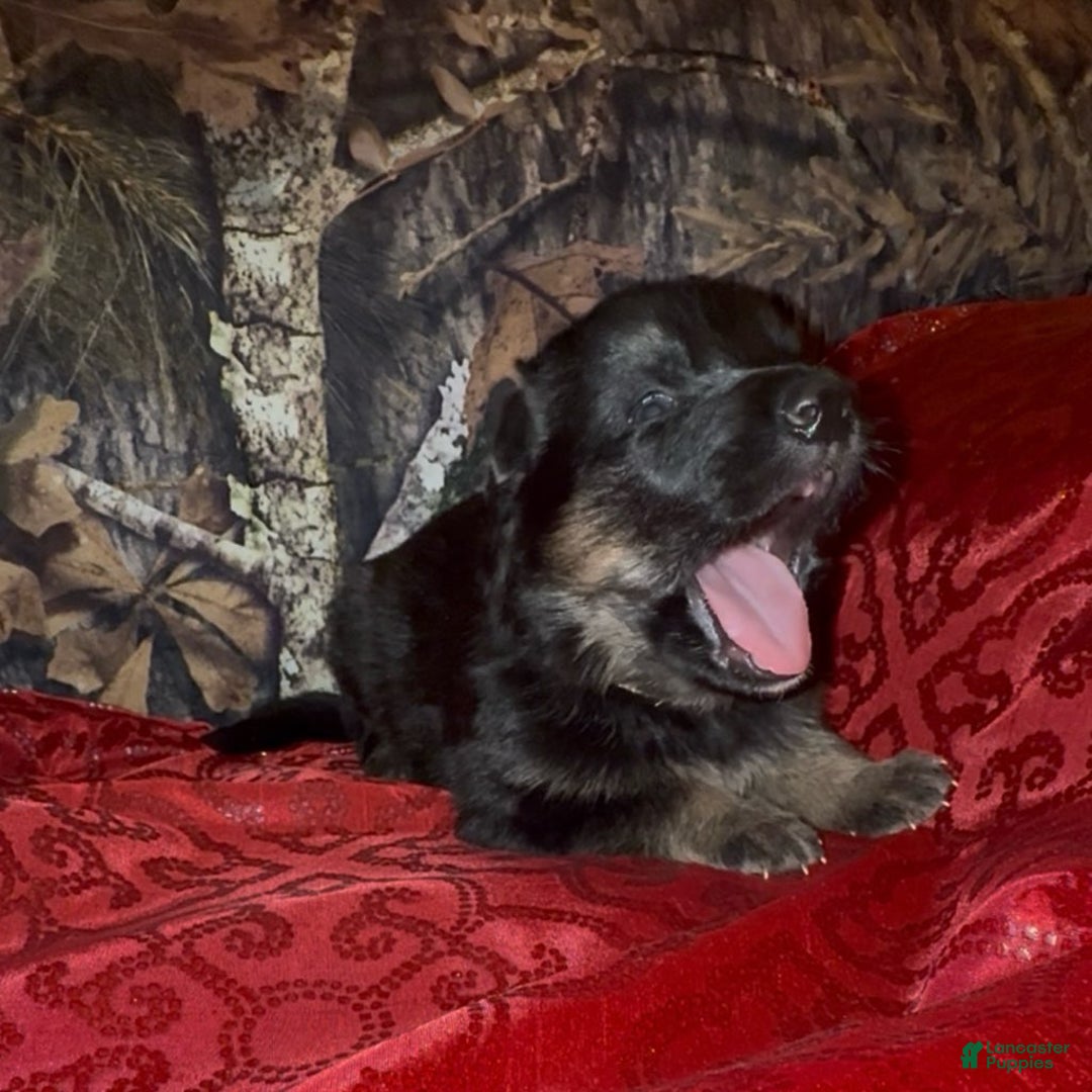 German Shepherd dogs for sale: SUPA - Ad 13