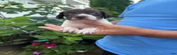 German Shorthaired Pointer dogs for sale: German Shorthaired Pointer Female 3 - Ad 3