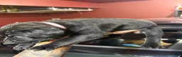 Cane Corso dogs for sale: Cane Corso Puppy 9 - Ad 2