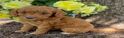 Mini Goldendoodle dogs for sale: Dolly- mini/petite - Ad 4