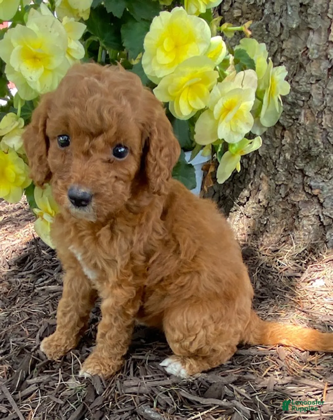 Mini Goldendoodle dogs for sale: Dolly- mini/petite - Ad 4