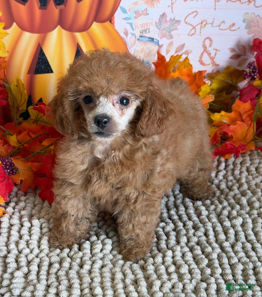 Toy Poodle dogs for sale: Rose - Ad 2
