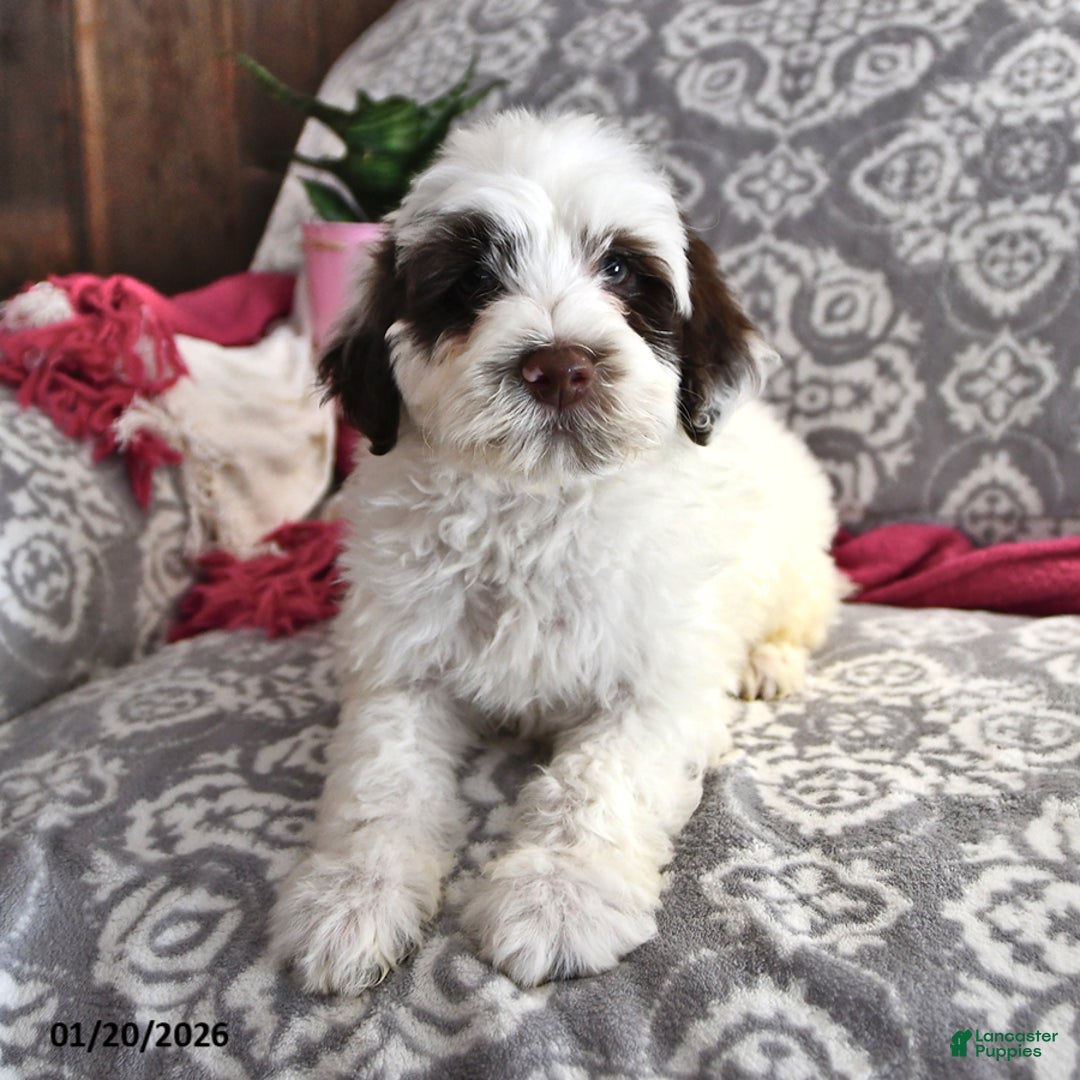 Portuguese Water Dog dogs for sale: Dumpling - Ad 3