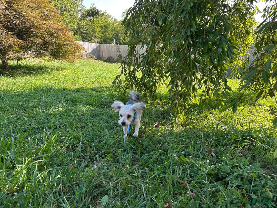 Yorkiepoo dogs for sale: Gilbert - Ad 10