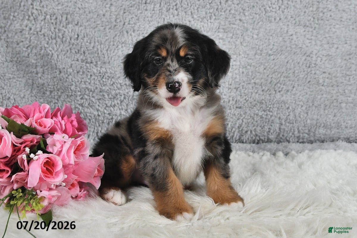 Mini Bernedoodle dogs Comet - Ad 1