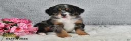 Mini Bernedoodle dogs for sale: Comet - Ad 1