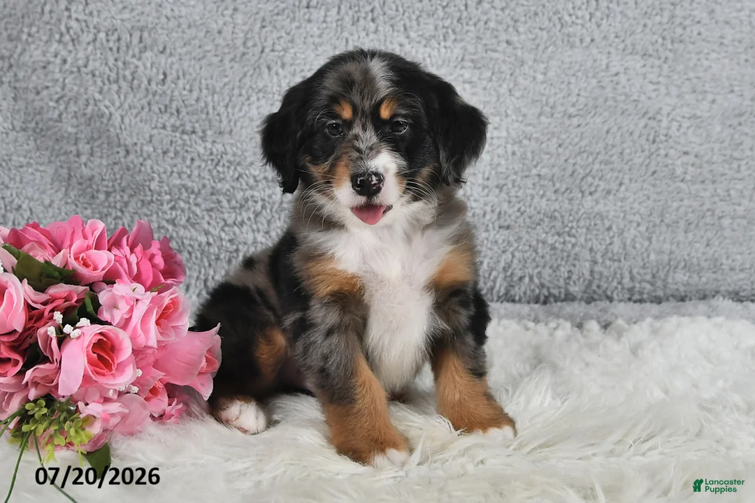 Mini Bernedoodle dogs for sale: Comet - Ad 1