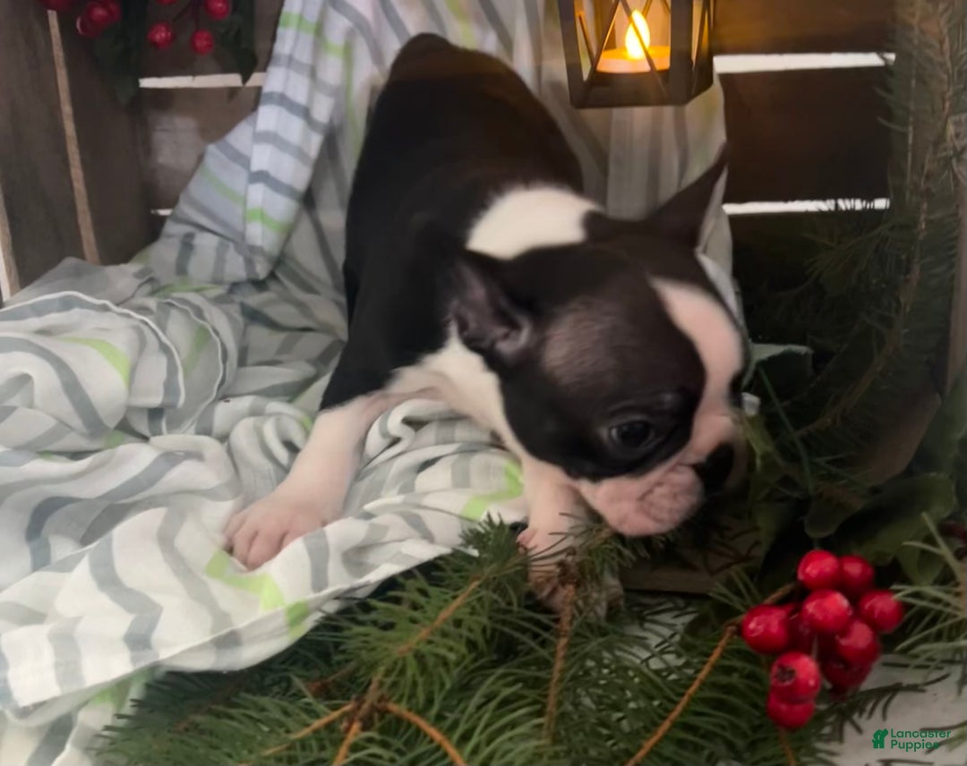 Boston Terrier dogs for sale: Ricky - Ad 4