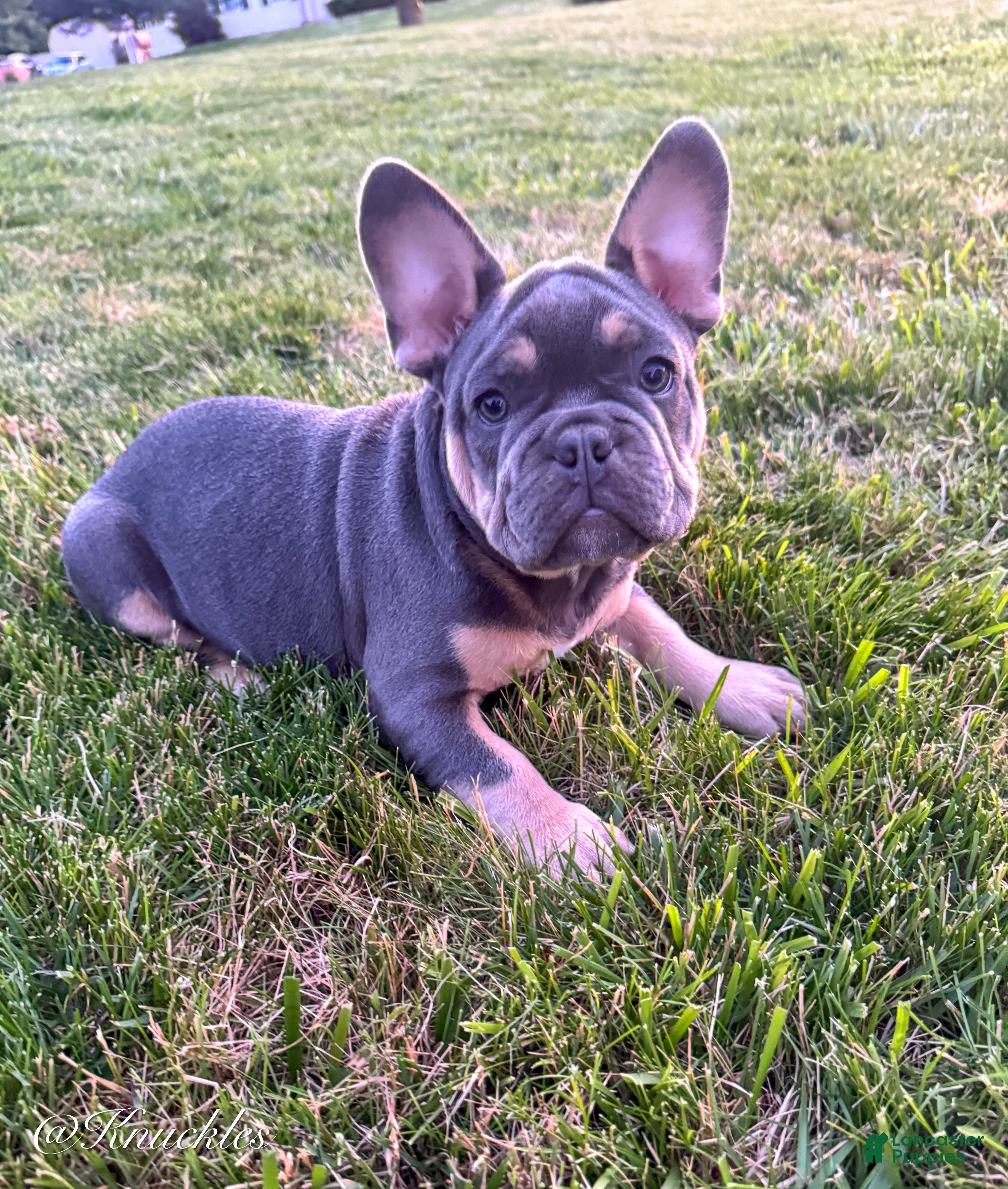 French Bulldog dogs Knuckles  - Ad 2