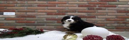 Bernese Mountain Dog dogs for sale: Molly - Ad 2