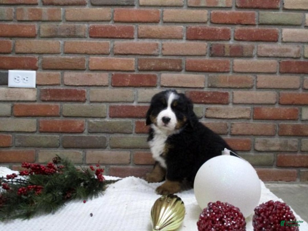 Bernese Mountain Dog dogs for sale: Molly - Ad 2