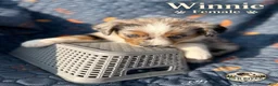 Australian Shepherd dogs for sale: Winnie - Ad 3