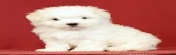 Maltese dogs for sale: Lily - Ad 6