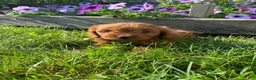 Cavapoo dogs for sale: Ruby - Ad 6
