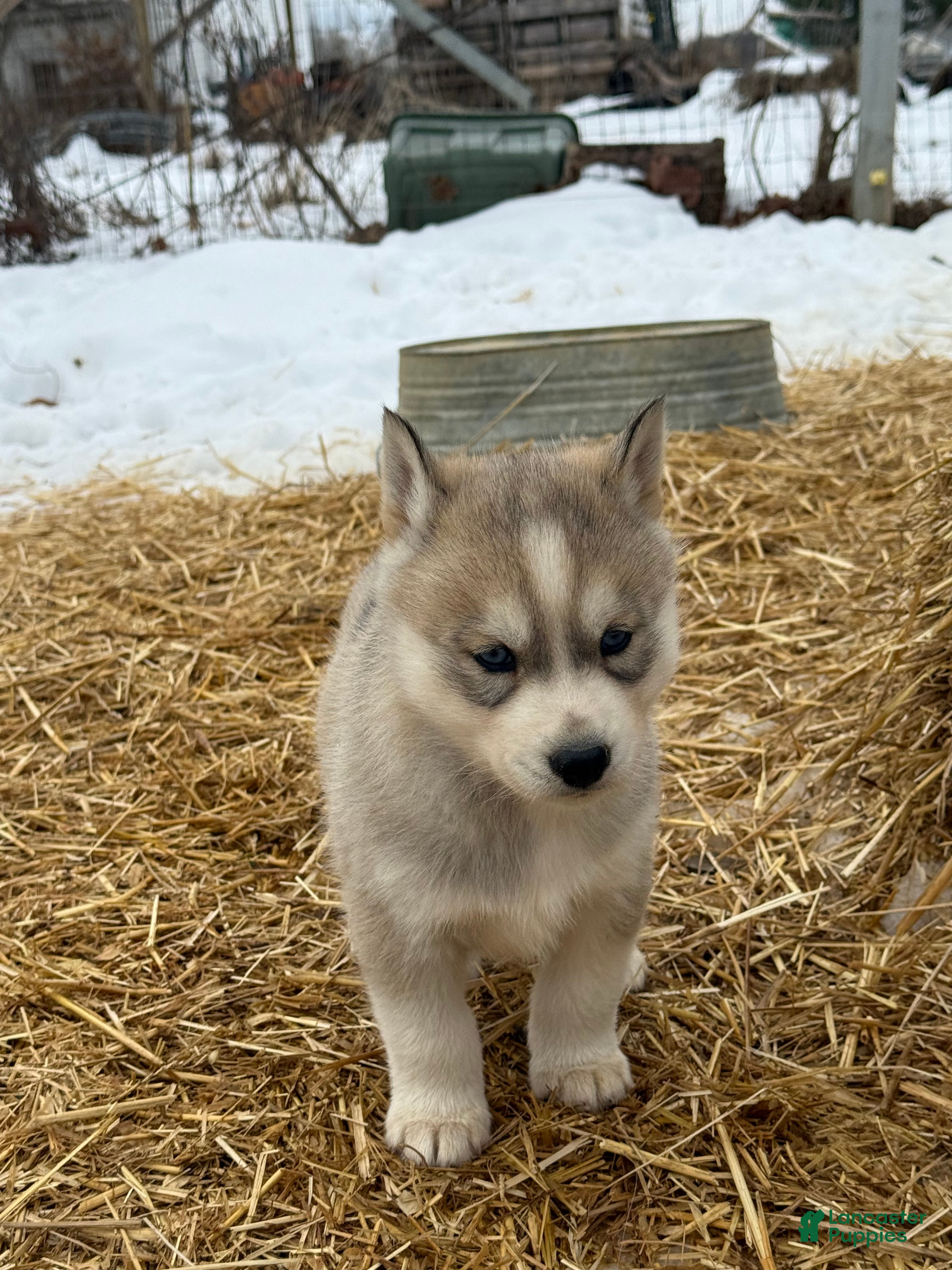 Siberian Husky dogs Sadie - Ad 2
