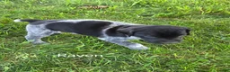 German Shorthaired Pointer dogs for sale: Raven - Ad 5
