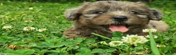 Yorkshire Terrier dogs for sale: Blue beauty - Ad 2