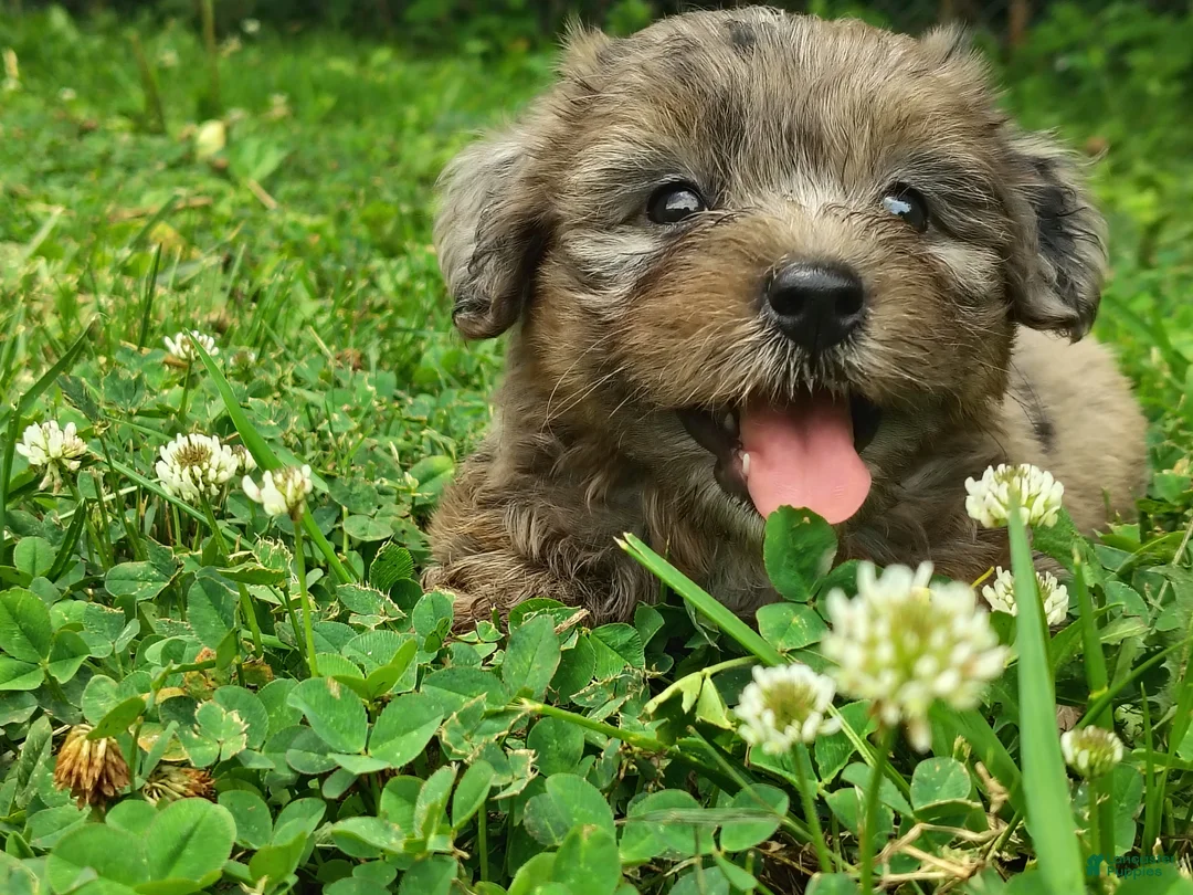 Yorkshire Terrier dogs for sale: Blue beauty - Ad 2
