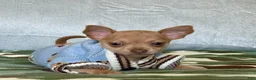 Chihuahua dogs for sale: Rocky - Ad 2