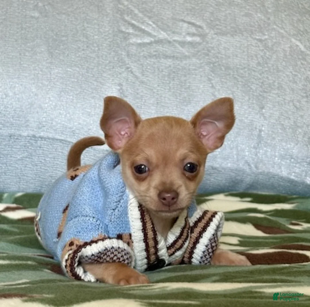 Chihuahua dogs for sale: Rocky - Ad 2