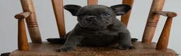 French Bulldog dogs for sale: yankee girl - Ad 3