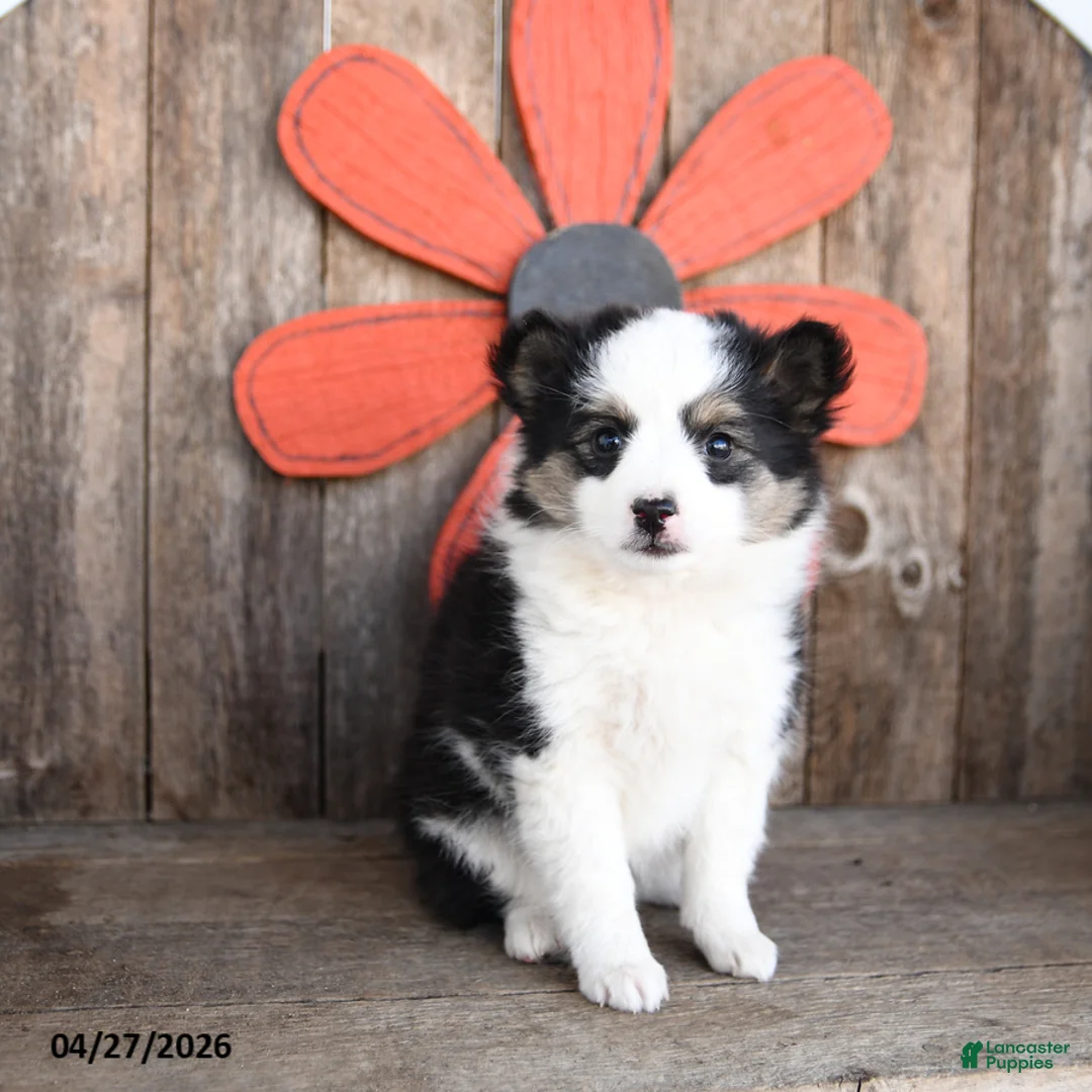 Mixed Breed dogs for sale: Maple Syrup - Ad 1