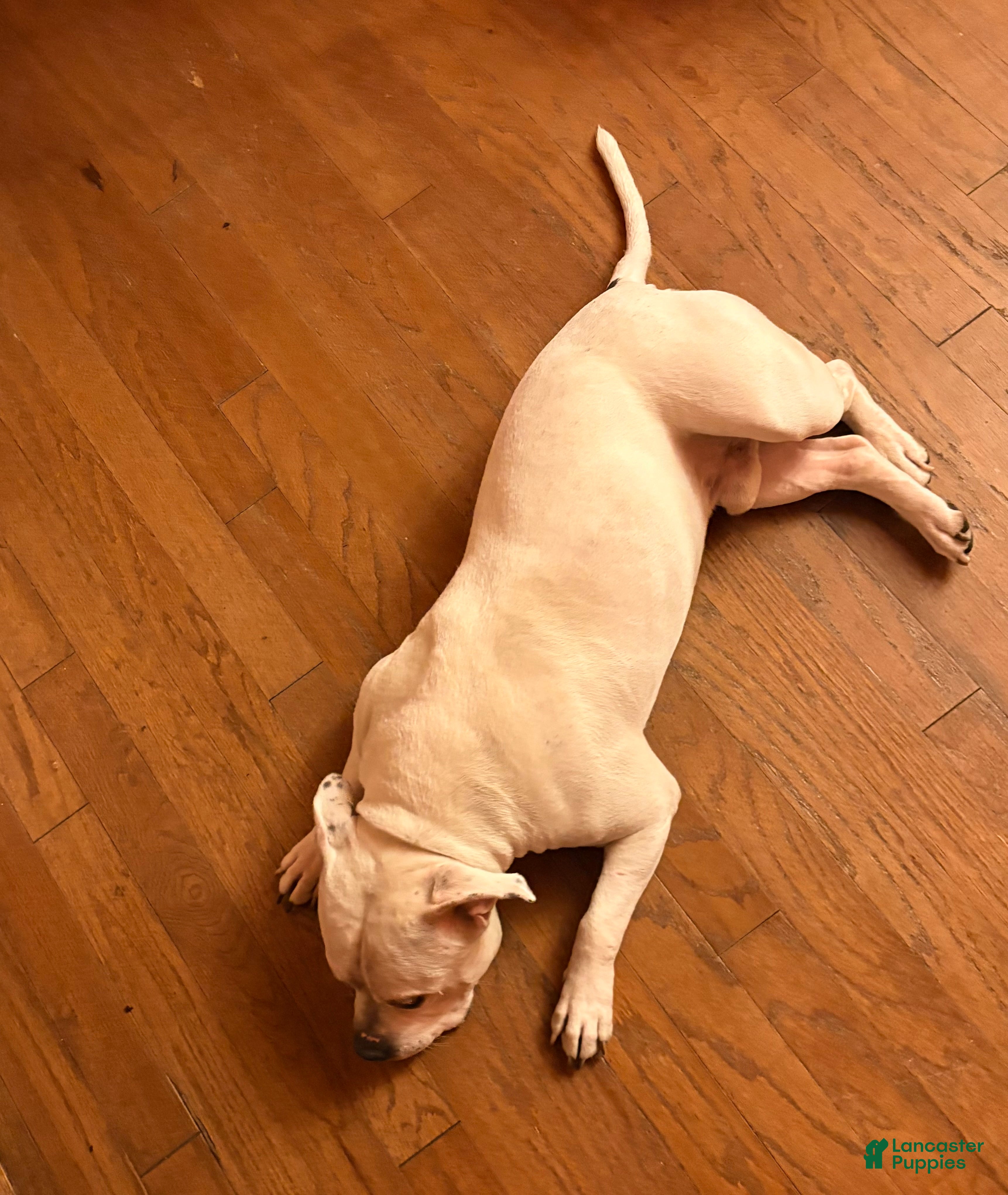 Mixed Breed dogs Mixed Breed 2 - Ad 2