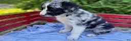 Australian Shepherd dogs for sale: Marvin - Ad 1