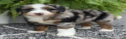 Mini Bernedoodle dogs for sale: Mini Tank - Ad 19