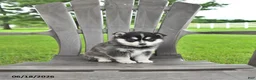 Pomsky dogs for sale: Ashlyn - Ad 3