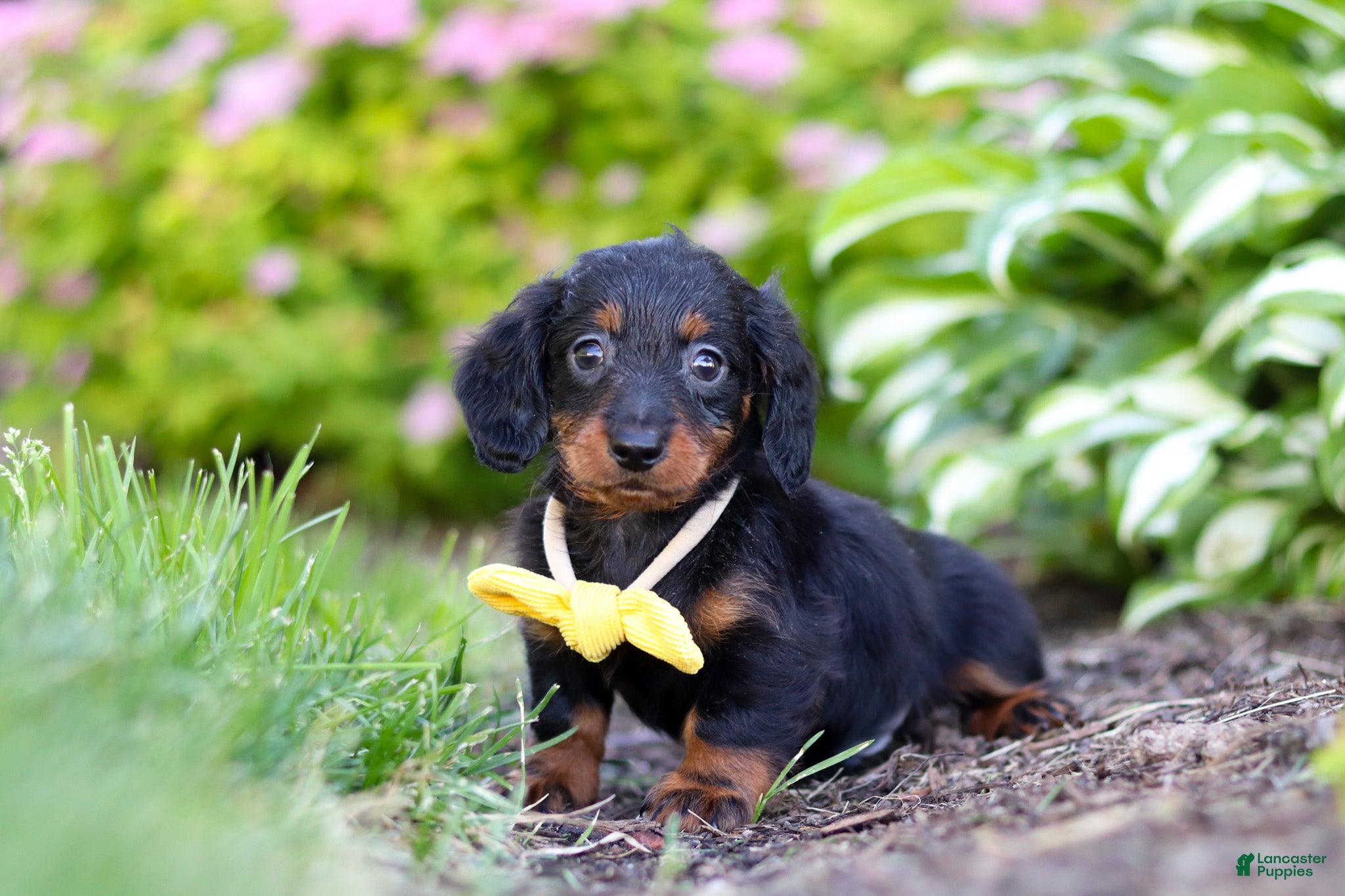 Miniature Dachshund dogs Ronnie - Ad 2