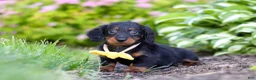 Miniature Dachshund dogs for sale: Ronnie - Ad 2